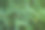背景绿草，景深浅。图片下载