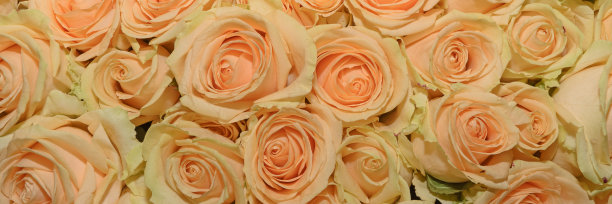 花束的背景。玫瑰。设计。全景。关闭了。图片下载