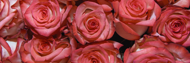 花束的背景。玫瑰。设计。全景。关闭了。图片下载