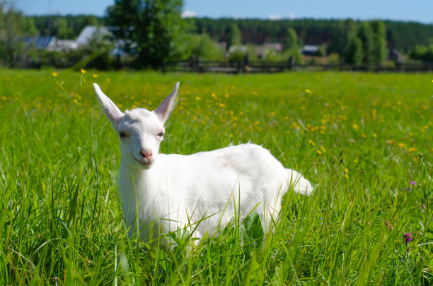 白色的小山羊，小山羊在绿色的草地上吃草。阳光明媚的夏日。国内动物农场。图片下载