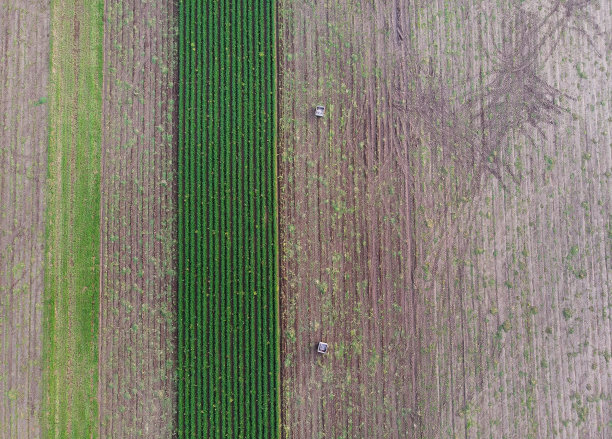 胡萝卜地里的两个箱子图片下载