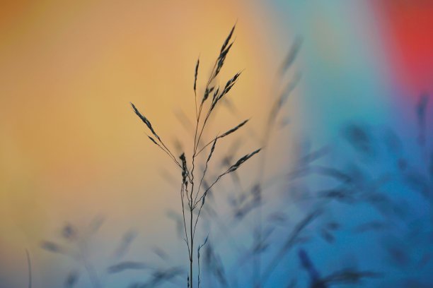 植物和日落在大自然的秋天季节，色彩斑斓的背景图片下载