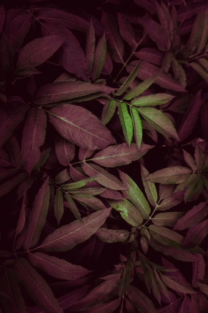 秋季花园中植物的叶子红绿相间，背景红图片下载