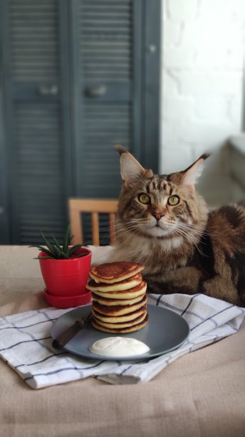 缅因猫坐在盘子旁边，木桌上放着一堆自制煎饼，选择性地专注图片下载