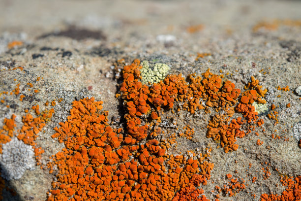 灰色的石头上长着橙色的地衣图片下载