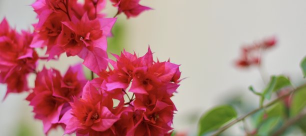 模糊的近距离紫红色九重葛盛开的灌木粉红色的花。夏季地中海景观概念。副本的空间。横幅。图片下载