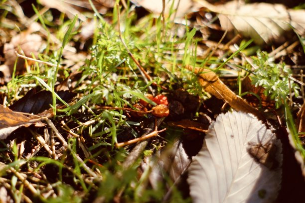 地上的秋叶图片下载