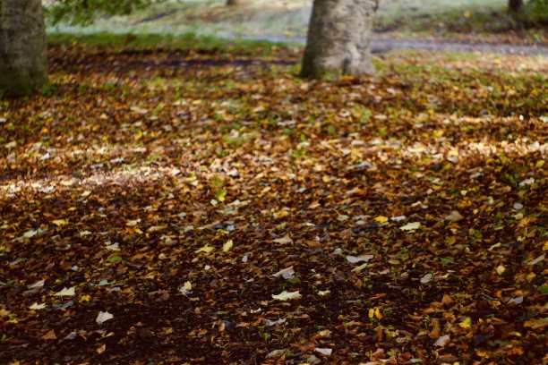 秋天的树叶在公园里图片下载