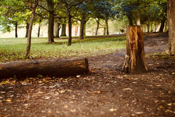 秋天的树叶在公园里图片下载