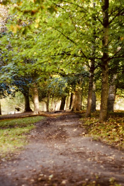 秋天的树叶在公园里图片下载