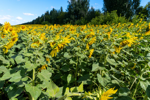 照片中的向日葵在野外美丽的背景图片下载