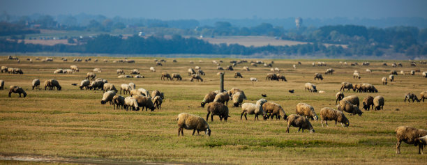 绵羊在诺曼底盐沼上吃草图片下载