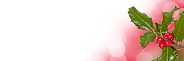 圣诞节全景网络横幅与一枝冬青孤立在白色的背景图片下载