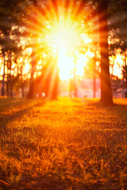 阳光在公园里。明亮的橙色日落，垂直照片图片下载