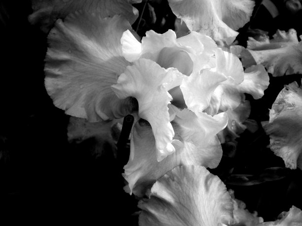 虹膜花图片下载