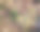 详细的近距离观察森林地面纹理与苔藓和树枝图片下载