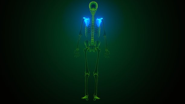 人体骨骼解剖、肩胛骨的3d插图图片下载