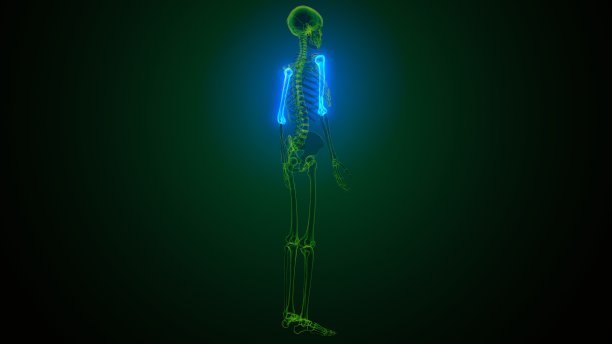 人体骨骼系统的三维插图，桡骨和尺骨关节解剖学图片下载