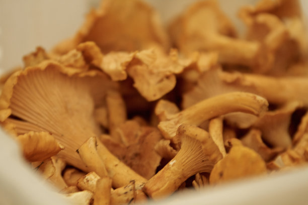 鸡油菌蘑菇图片下载