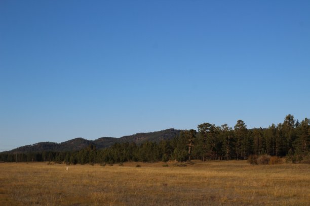秋景照片松树林，黄草和清澈的蓝天图片下载