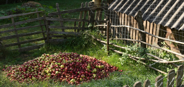 在乡村里收获成堆的苹果图片下载