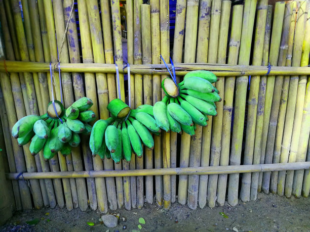 绿色的香蕉串在竹子上图片下载