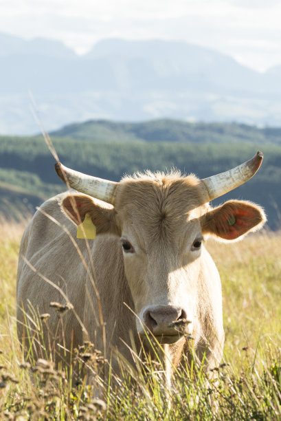 农场的肖像图片下载