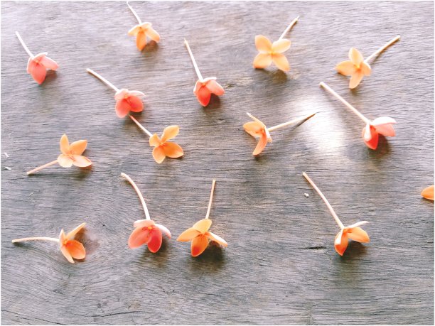 橙色的伊克索拉木背景图片下载