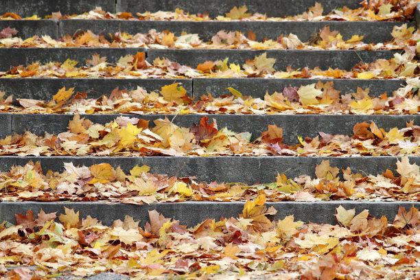 秋天的季节，城市公园里有落叶图片下载