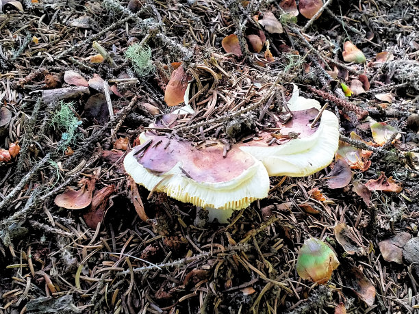 野蘑菇图片下载