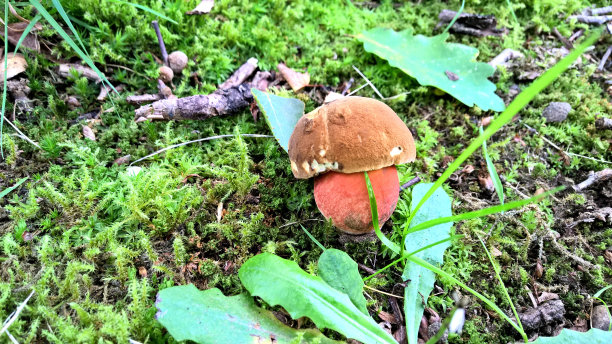 野蘑菇图片下载