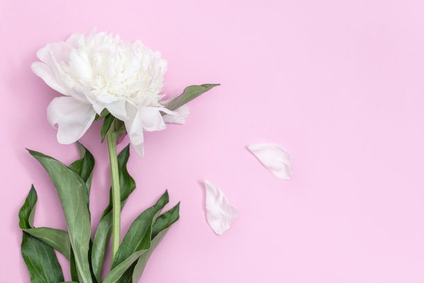 白色牡丹花在粉红色的背景与复制空间。明信片母亲节，妇女节，婚礼邀请卡。图片下载