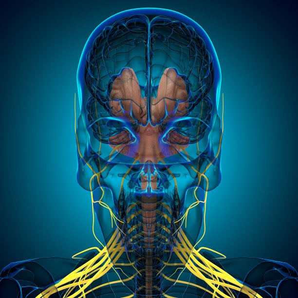 医用概念三维绘制的人脑内部解剖图片下载