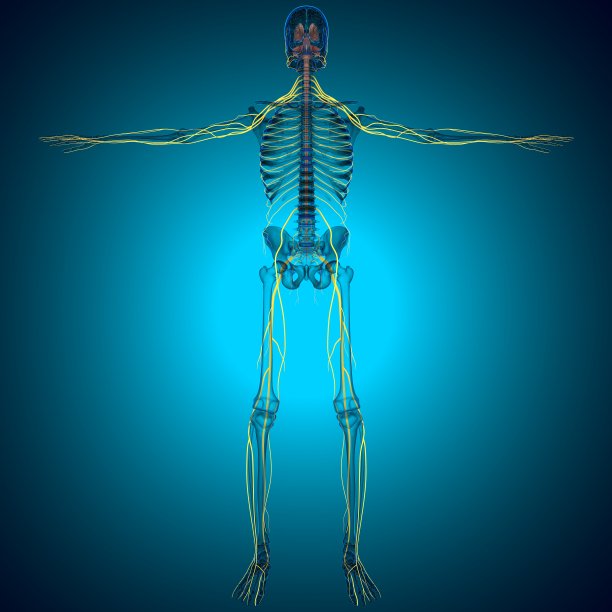 医用概念三维绘制的人脑内部解剖图片下载