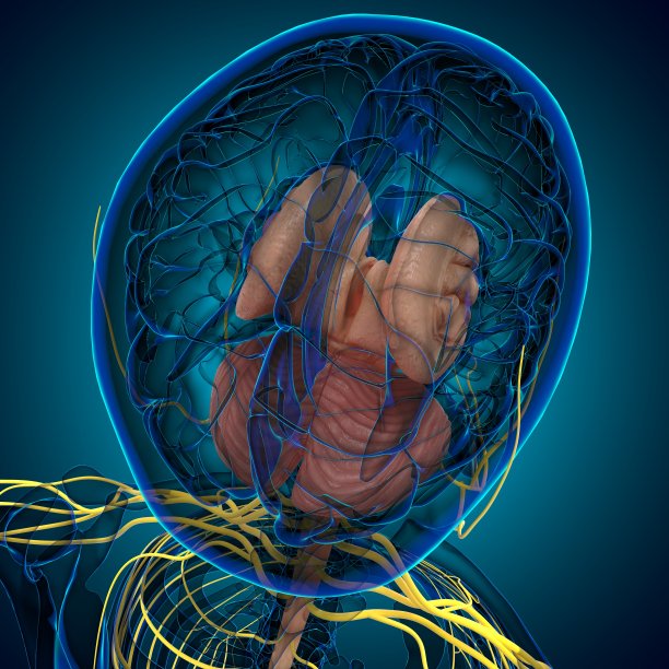 医用概念三维绘制的人脑内部解剖图片下载