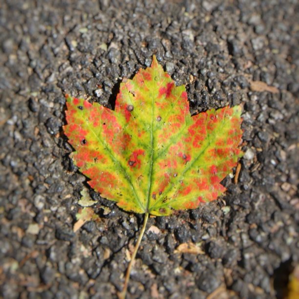 autumn 1图片下载