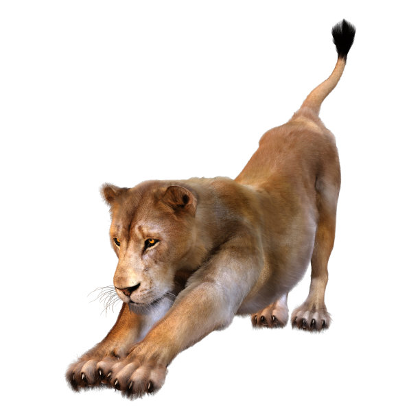 3D插图雌狮子在白色图片下载
