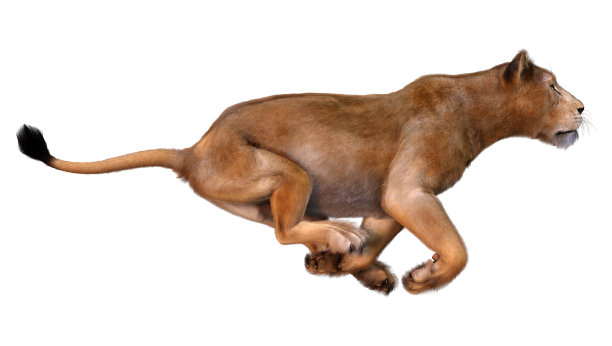 3D插图雌狮子在白色图片下载