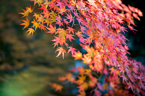 秋天的落叶图片下载