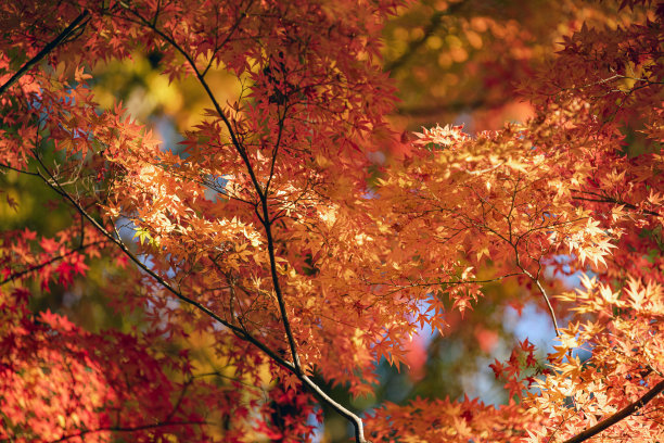 秋天的落叶图片下载