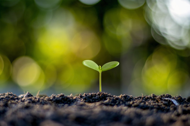 小乔木具有绿叶，自然生长和阳光，农业的概念和可持续的植物生长。图片下载