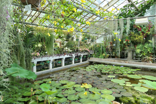 植物园温室中的水生植物。图片下载