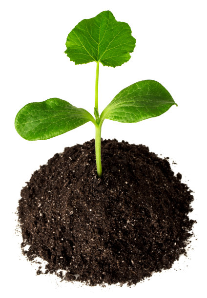 绿芽在泥土上孤立白色图片下载