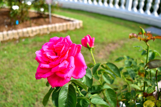 箱根盛开的花图片下载