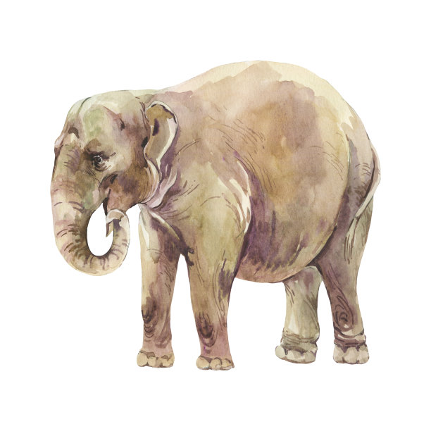 大象水彩插图孤立的白色背景图片下载