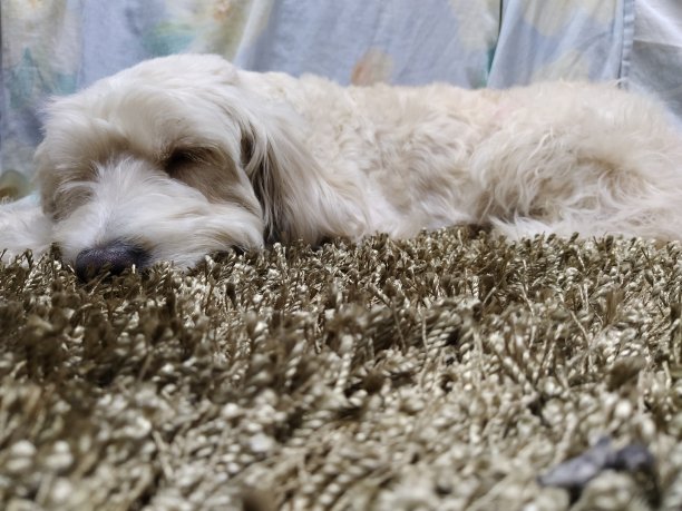 睡觉的狗图片下载