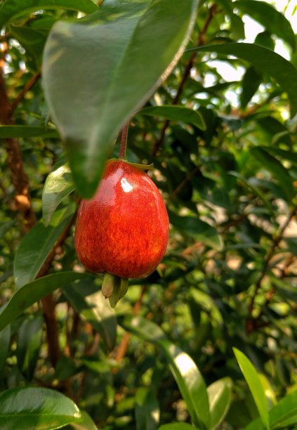 珙桐，巴西樱桃图片下载