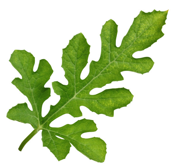 孤立在白色背景上的西瓜叶子。植物标本。图片下载