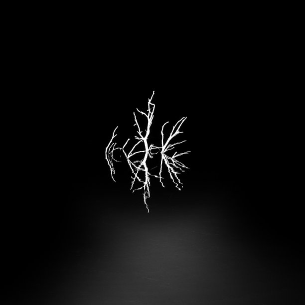 树从黑色的水中升起图片下载