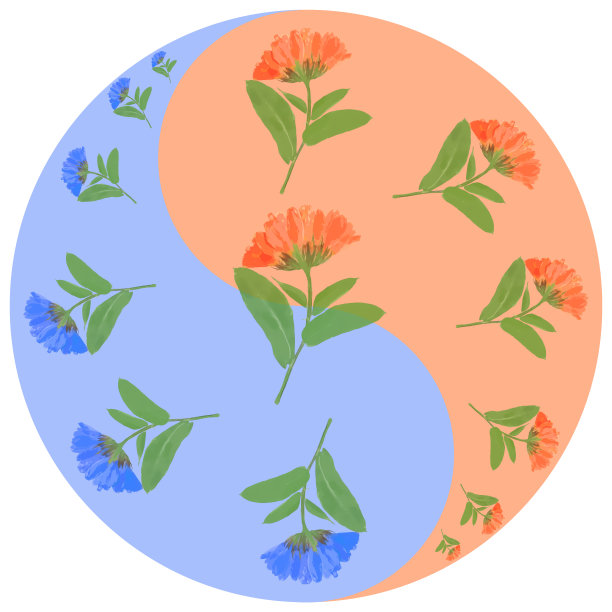 花象征阴阳。万寿菊,金盏花officinalis。几何图案的阴阳符号，取自东方风格的花朵。阴阳符号取自花、花瓣。曼荼罗的花卉插图。图片下载